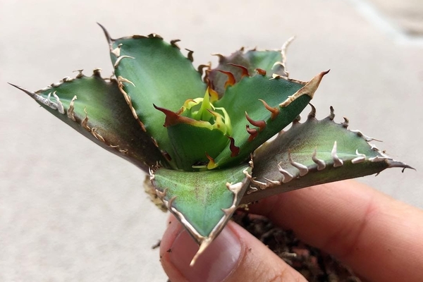 agave en croissance