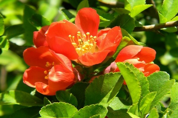 Quince shrub