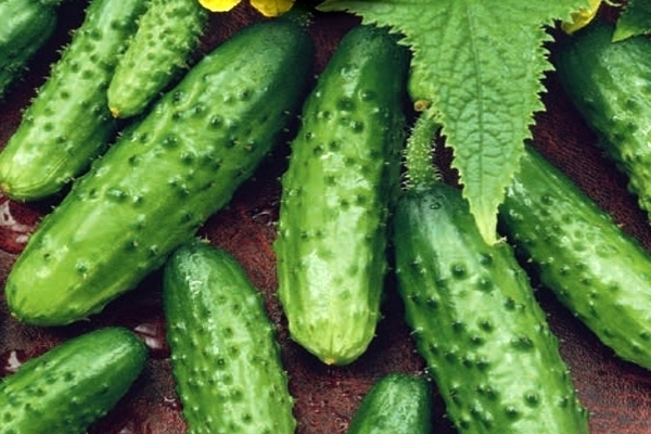 cucumbers variety description