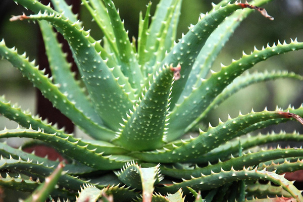 aloes