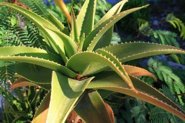 aloes