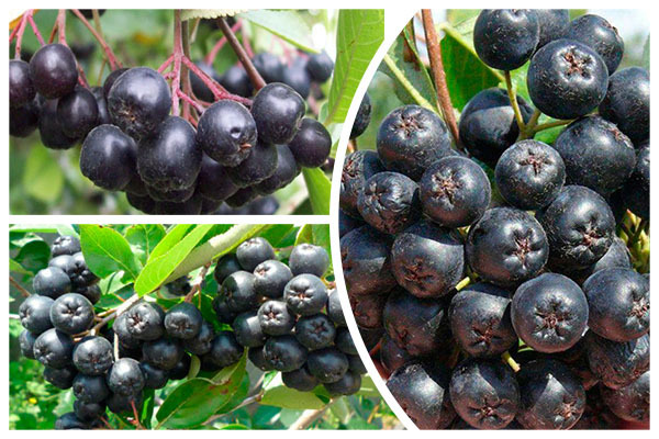 aronia