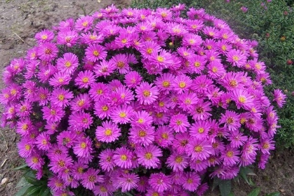 aster nain