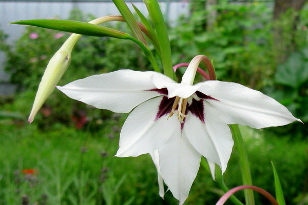 Acidantera plantepleie foto