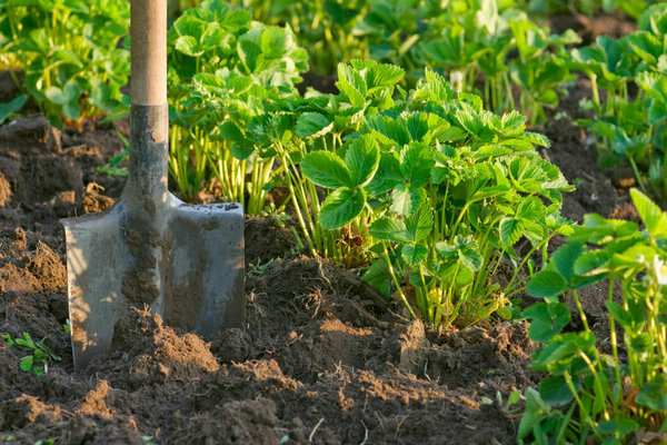 nous plantons en août