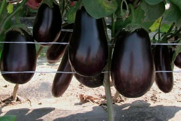 variétés d'aubergines