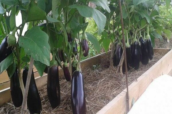 variétés d'aubergines