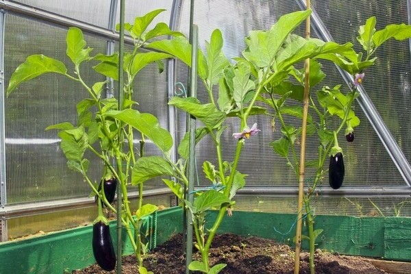 lumalaking eggplants sa isang greenhouse