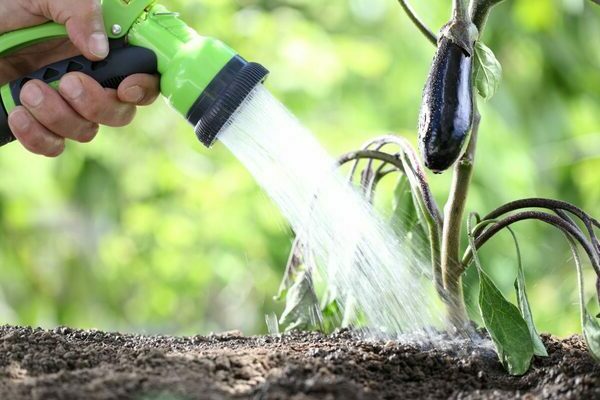 arroser les aubergines dans la serre