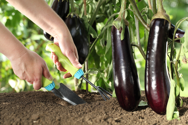 formation d'aubergines en serre