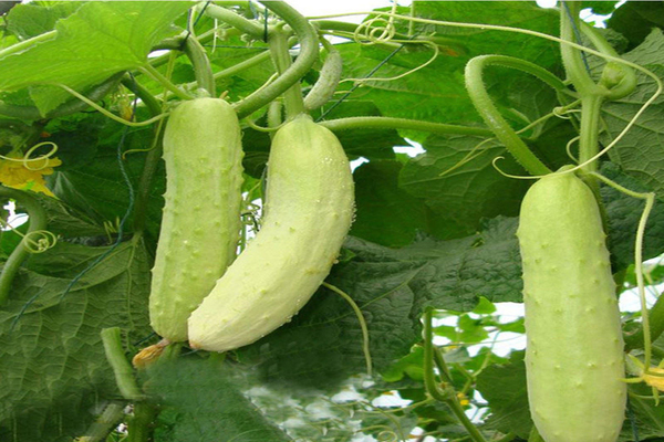 White cucumbers