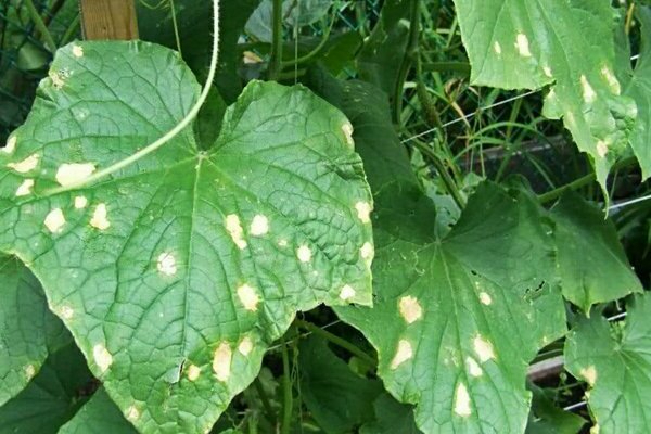 white spots on cucumber leaves
