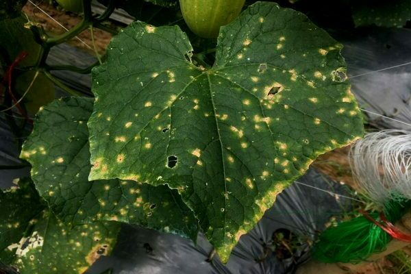 white spots on cucumber leaves