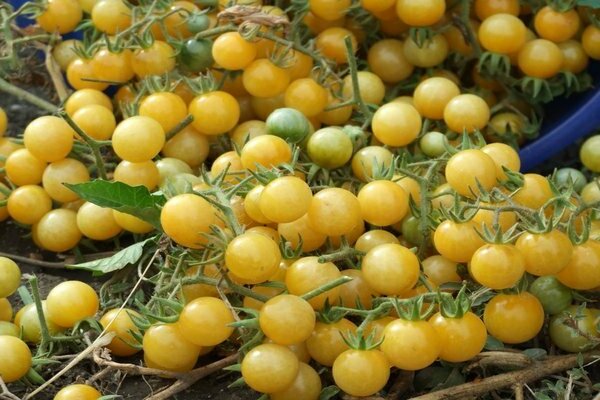 Tomato varieties