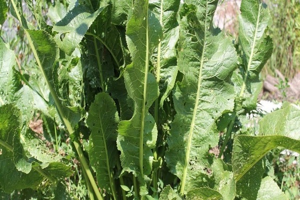 horseradish diseases and the fight against them