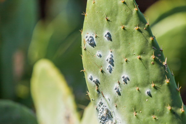 diseases of cacti and pests