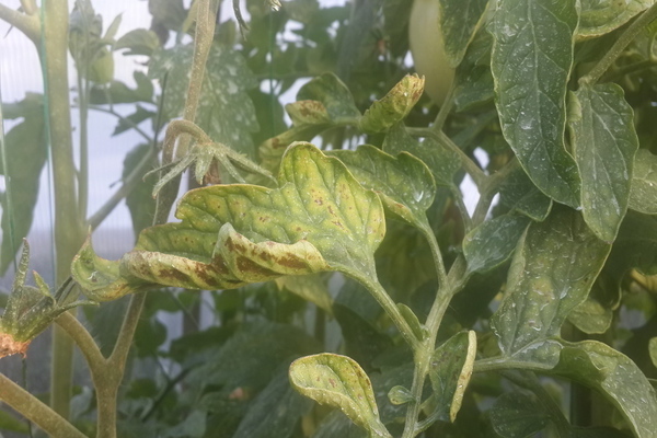 Gambaran penyakit tomato dengan gambar