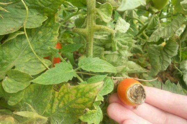 Description des maladies des tomates