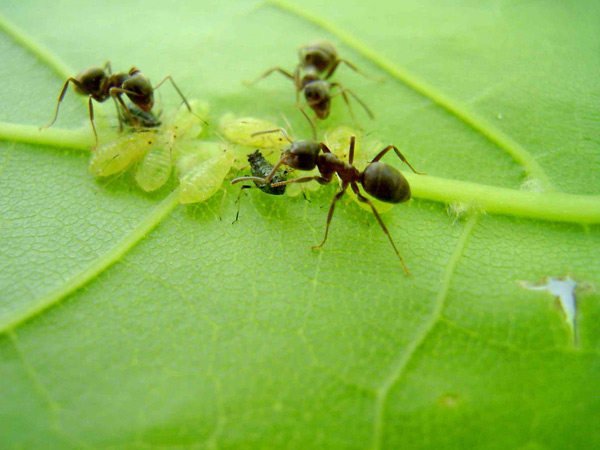 contrôle des fourmis