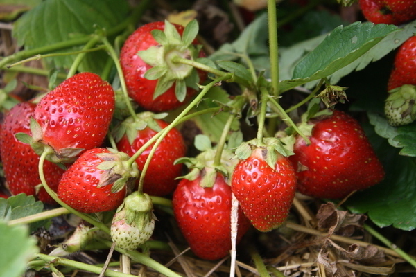 Ang pagpapakain ng mga strawberry na may boric acid: mga benepisyo