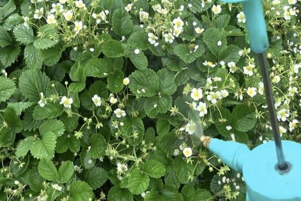 Pulvériser des fraises avec de l'acide borique: règles de préparation d'une solution