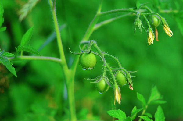 asid borik untuk tomato