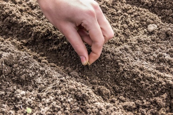 Cosa piantare a giugno