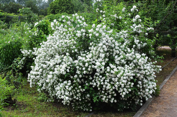 False jasmine