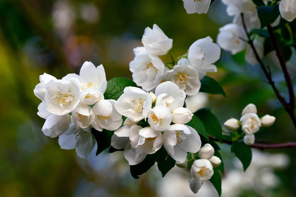 Faux jasmin