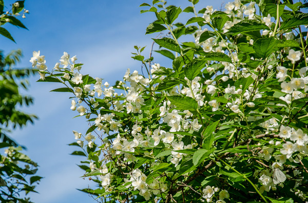 Faux jasmin