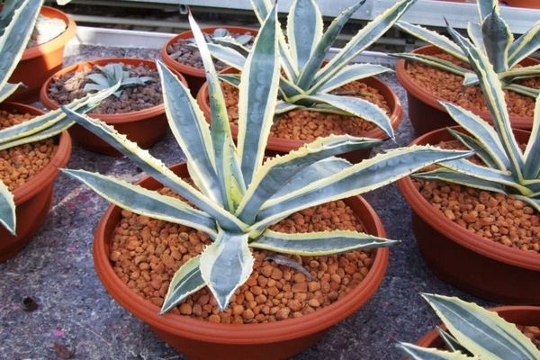 condizioni di crescita per l'agave