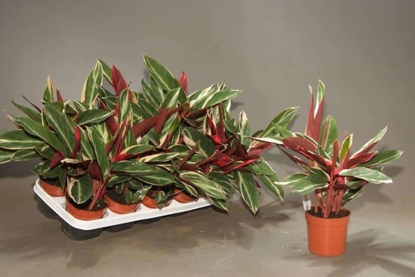 Decorative deciduous indoor plants