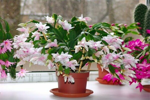 Decorative flowering indoor plants