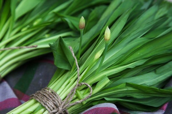 what is the name of wild garlic