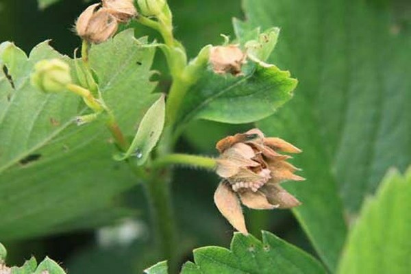 weevil on strawberries how to deal