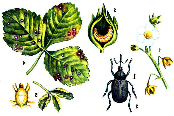 mọt trên dâu tây