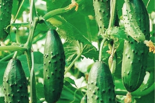 cucumber varieties description