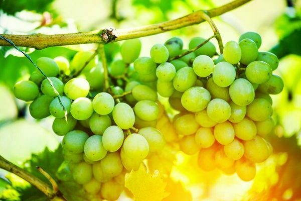 non-covering grape varieties