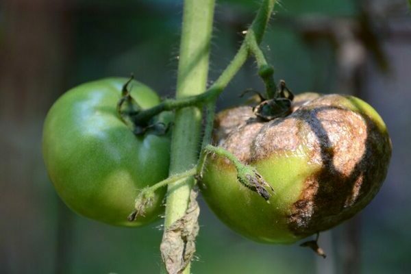 Phytophthora on tomatoes: معلومات عن المرض