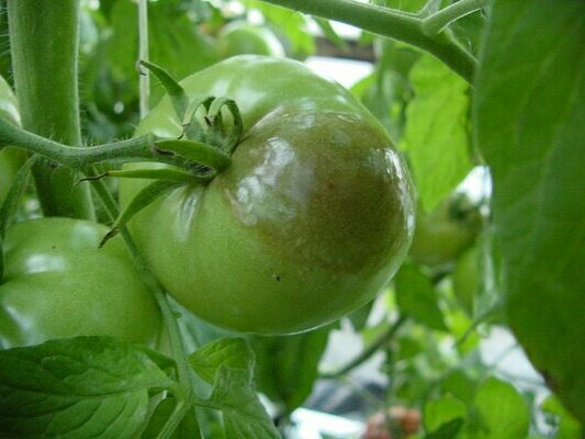 Tanda-tanda dan ciri-ciri penyakit ini, bagaimana merawat tomato dari larut malam