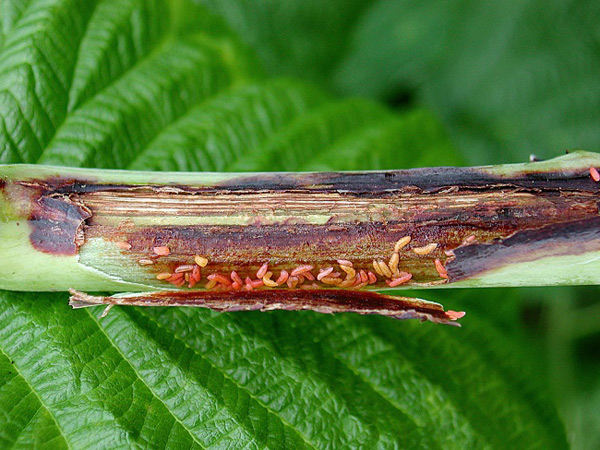 gall midge