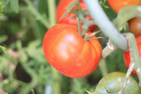 Variétés de tomates