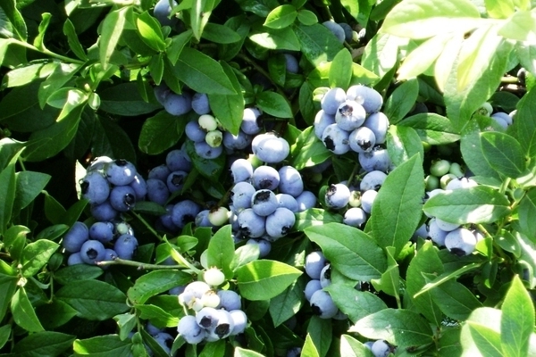 Variétés de bleuets