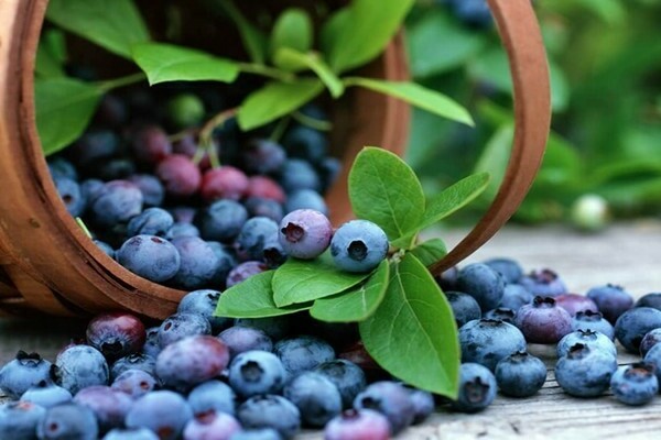 Menanam blueberry