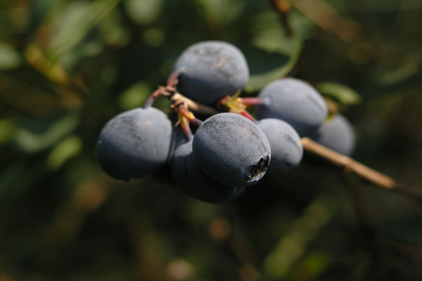 mirtillo da giardino