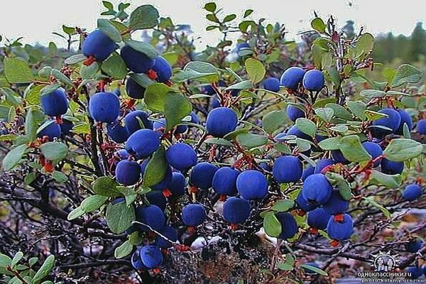 Hardin blueberry