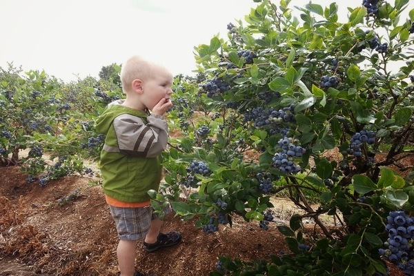 Hardin blueberry