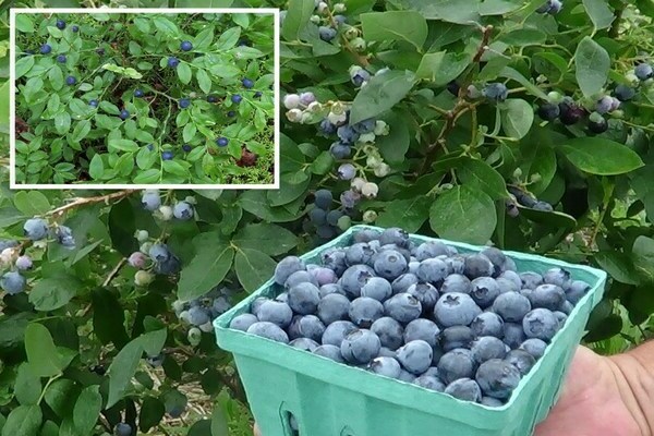 Myrtilles du jardin : différences avec les myrtilles