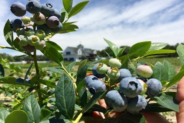 Larawan sa blueberry sa hardin