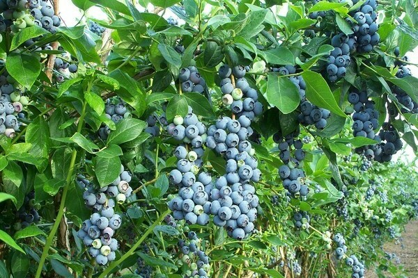 Foto blueberry taman